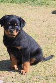 Rottweiler