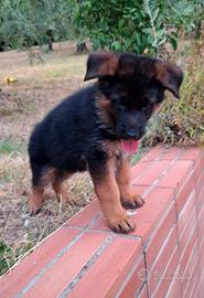 Cuccioli maschi di Pastore Tedesco