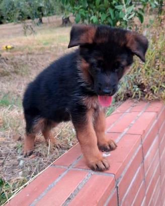 Cuccioli maschi di Pastore Tedesco
