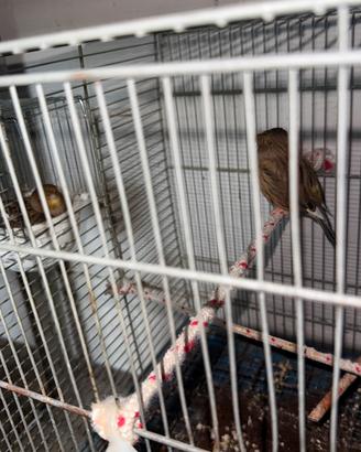 Canarino
