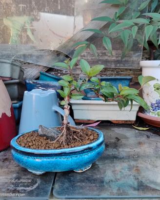 bonsai 