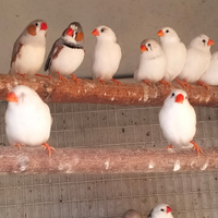 Diamantini bengalini mandarini