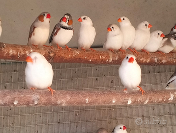 Diamantini bengalini mandarini