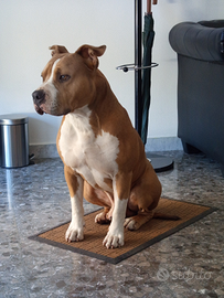 Amstaff Disponibile per Monta