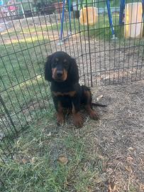 Cuccioli setter Gordon