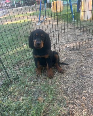 Cuccioli setter Gordon