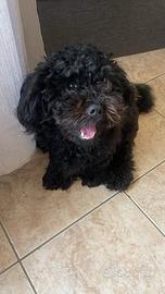 Maltipoo accoppiamento