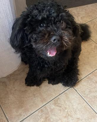Maltipoo accoppiamento