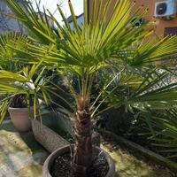 palma in vaso  diametro 60 cm