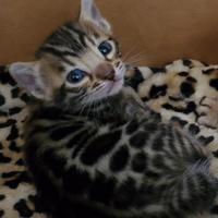 Cucciola Bengal da compagnia