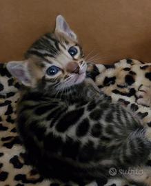 Cucciola Bengal da compagnia