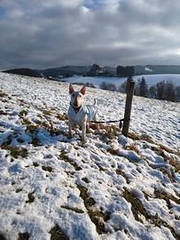 Bull terrier cucciolona