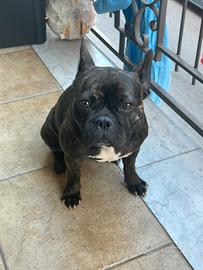 Bulldog francese