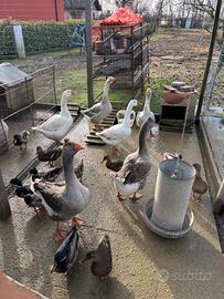 Oche e germani reali