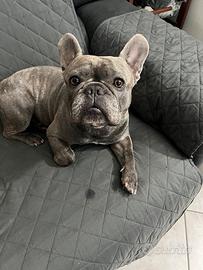 Mi chiamo Rio sono disponibile per monta