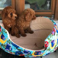 Cuccioli di barboncini M e F