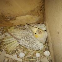 Calopsiti da imbecco