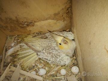 Calopsiti da imbecco