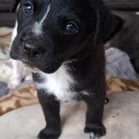 Cucciolo meticcio mix lupetto in adozione