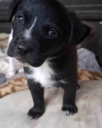 Cucciolo meticcio mix lupetto in adozione