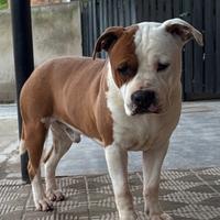 Cuccioli Amstaff