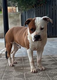 Cuccioli Amstaff