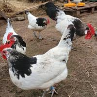 Galline lakenfeldel