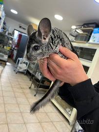 Chinchilla