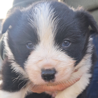 Border collie