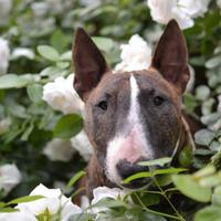 Bull terrier miniatura