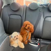 Vendita Barboncini Toy