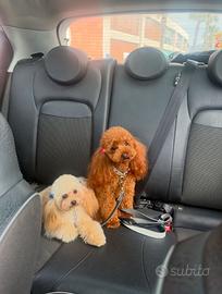 Vendita Barboncini Toy