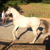 Cavallo Purosangue Arabo