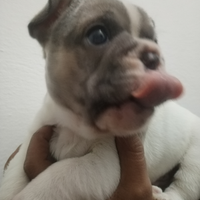 Bulldog francese