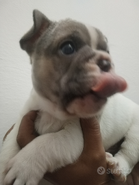 Bulldog francese