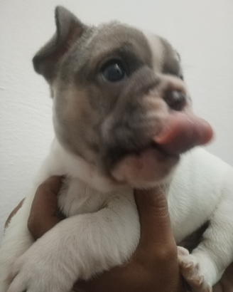 Bulldog francese