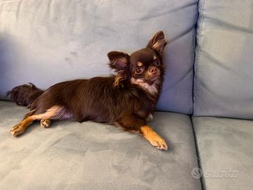 Chihuhua