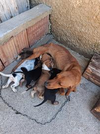 Cani da caccia