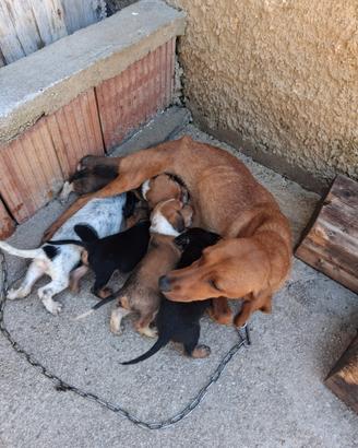 Cani da caccia