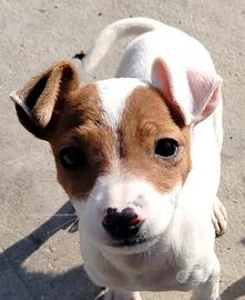 Cuccioli di jack russell