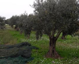 Oliveto vicinanze casa comune di petrosino