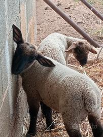 Agnello sulfok