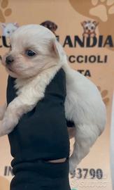 maltese mini Toy 1M 1F x  settembre anche a rate