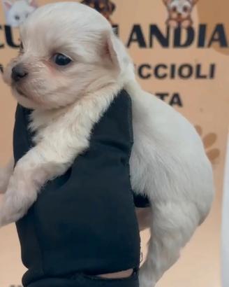 maltese mini Toy 1M 1F x  settembre anche a rate