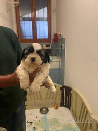 Cuccioli 60 giorni shih- tzu
