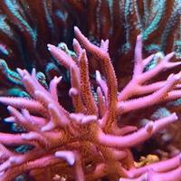 Corallo acquario marino
