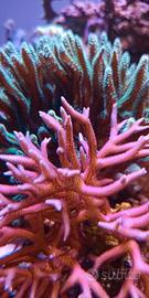 Corallo acquario marino