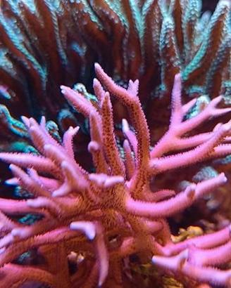 Corallo acquario marino