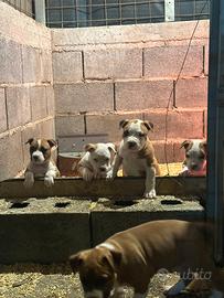 Cuccioli amstaff