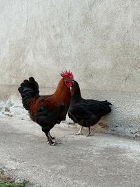 Coppia Marans nero ramato